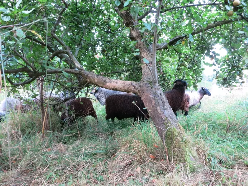 Schafe unter einem Obstbaum